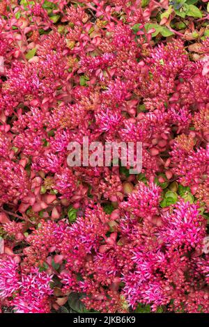 Sedum spium un été automne violet plante de fleur vivace communément connu sous le nom de grès caucasien, image de stock photo Banque D'Images