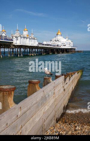 Seagull assis sur la groyne avec Eastbourne Pier derrière, Eastbourne, East Sussex, Angleterre, Royaume-Uni, Europe Banque D'Images