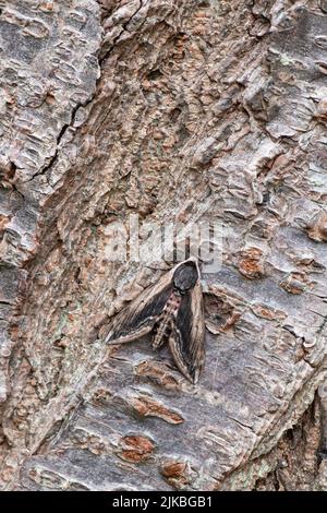 Privet hawkmoth: Sphinx ligustri. Devon, Royaume-Uni Banque D'Images