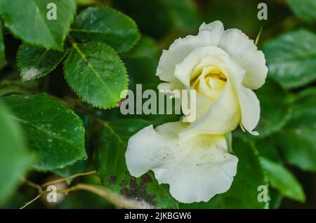 Une rose blanc jaunâtre a fleuri dans son environnement naturel. Une rose blanche avec des feuilles lumineuses et un arrière-plan presque noir, légèrement flou. Banque D'Images