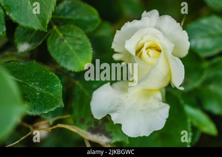 Une rose blanc jaunâtre a fleuri dans son environnement naturel. Une rose blanche avec des feuilles lumineuses et un arrière-plan presque noir, légèrement flou. Banque D'Images