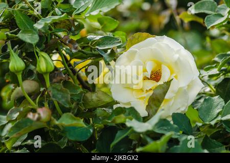 Une rose blanc jaunâtre a fleuri dans son environnement naturel. Une rose blanche avec des feuilles lumineuses et un arrière-plan presque noir, légèrement flou. Banque D'Images