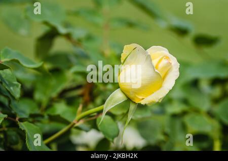 Une rose blanc jaunâtre a fleuri dans son environnement naturel. Une rose blanche avec des feuilles lumineuses et un arrière-plan presque noir, légèrement flou. Banque D'Images