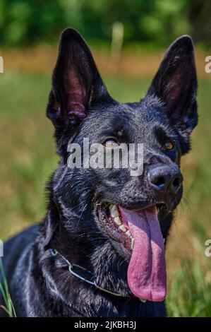Portrait d'un chien berger à fourrure noire. Banque D'Images