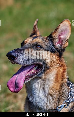Portrait d'un chien berger à fourrure noire et brune. Banque D'Images
