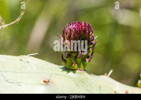 Opuntia ficus indica, fleur de poire de Prickly Banque D'Images