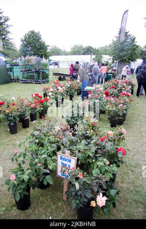 Roses (Rosa) Blenheim Flower Show 2022 Woodstock Oxfordshire Angleterre royaume-uni Banque D'Images
