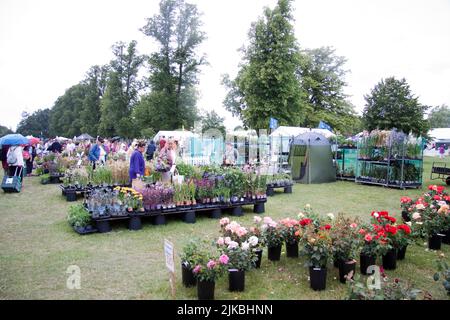 Roses (Rosa) Blenheim Flower Show 2022 Woodstock Oxfordshire Angleterre royaume-uni Banque D'Images