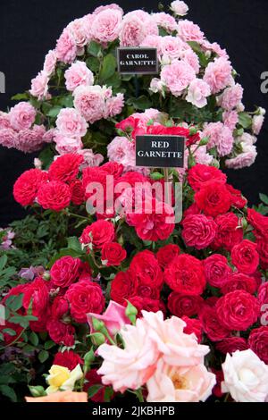 Roses (Rosa) Blenheim Flower Show 2022 Woodstock Oxfordshire Angleterre royaume-uni Banque D'Images