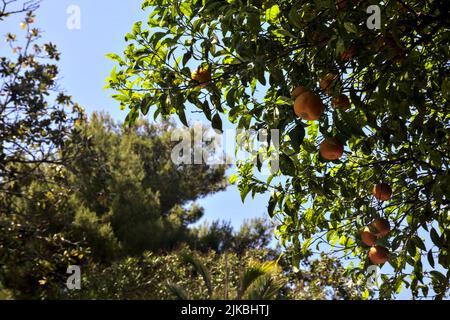 Dessus d'arbre orange chargé de fruits sur un ciel clair comme arrière-plan Banque D'Images