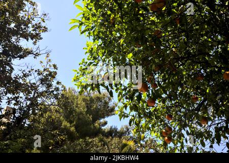 Dessus d'arbre orange chargé de fruits sur un ciel clair comme arrière-plan Banque D'Images