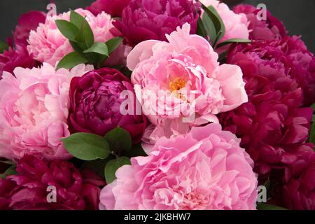 Roses (Rosa) Blenheim Flower Show 2022 Woodstock Oxfordshire Angleterre royaume-uni Banque D'Images
