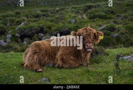 Vache Highland Banque D'Images