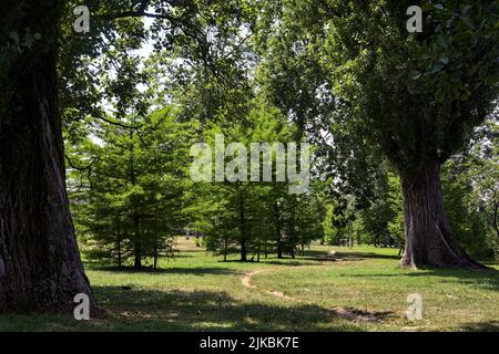 Sentier étroit parmi les arbres dans le parc par une journée ensoleillée Banque D'Images