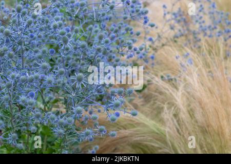 Eryngium x tripartitum (eryngo tripartite) avec des graminées Stipa Banque D'Images