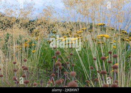 Achillea 'Coronation Gold' (yarrow) avec Stipa gigantea, dans un arrangement naturaliste de plantation avec pourpre et foies, faible lumière du soir Banque D'Images