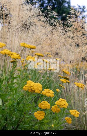 Achillea 'Coronation Gold' (yarrow) avec Stipa gigantea Banque D'Images