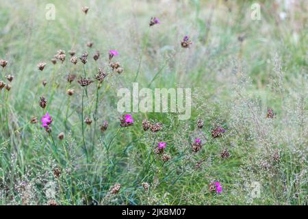 Dianthus carthusianorum (rose allemand) parmi les graminées Banque D'Images