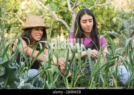 Deux agricultrices nouent les feuilles d'ail dans un jardin urbain. Banque D'Images