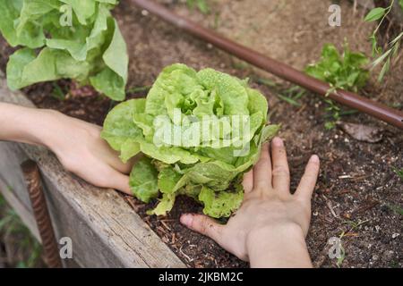 Mains d'un jeune jardinier ramassant une laitue. Banque D'Images