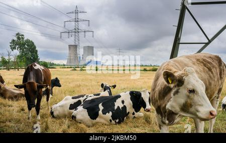 Hohenhameln, Allemagne. 01st août 2022. La fumée s'élève de la tour de refroidissement de la centrale de Mehrum, dans le district de Peine, tandis que les vaches se broutent dans un pré. Depuis 14 juillet, une ordonnance a permis aux centrales à charbon dur de la soi-disant réserve de réseau de reprendre leurs activités afin d’économiser le gaz naturel. La centrale de Mehrum est désormais le seul « retour au marché » qui a été notifié à l'Agence fédérale des réseaux, a déclaré l'autorité en réponse à une enquête de dpa. Credit: Julian Stratenschulte/dpa/Alay Live News Banque D'Images