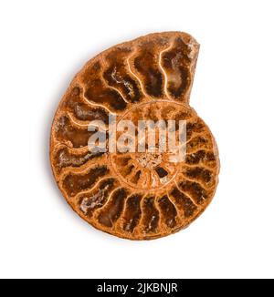 Coque fossile ammonite isolée sur fond blanc. Elle possède un chemin d'écrêtage. Banque D'Images