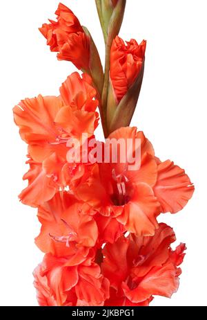 Fermeture gladiolus orange isolée sur blanc Banque D'Images