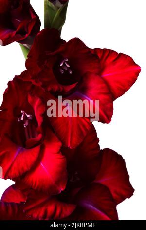 Gros plan gladiolus rouge foncé isolé sur blanc Banque D'Images