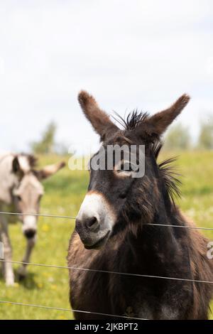 Un âne qui donne sur une clôture à la frontière écossaise du Donkey Sanctuary Banque D'Images