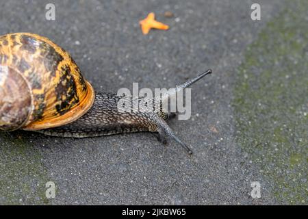 Gros plan sur l'escargot de jardin à Amsterdam, pays-Bas 26-7-2022 Banque D'Images