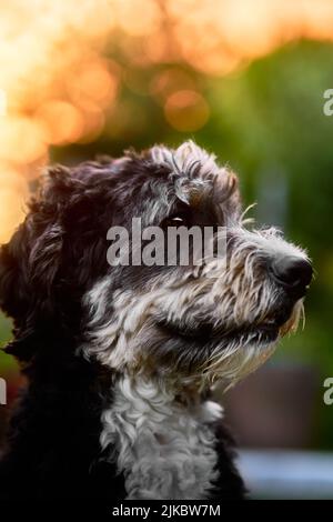 Photo verticale d'un portrait de chien d'eau portugais noir et blanc en plein air sur fond flou Banque D'Images