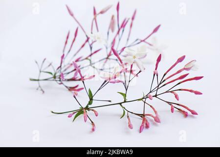Fleurs de jasmin blanc sur fond blanc Banque D'Images