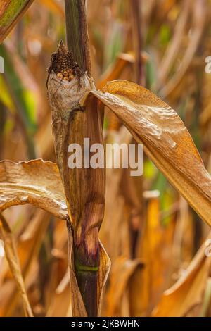 plante de maïs séchée avec des épis de maïs. feuilles brunes sur l'épi de maïs. Champ de maïs en été avec soleil. Épis de fruits dans le champ de grain pendant le croug Banque D'Images