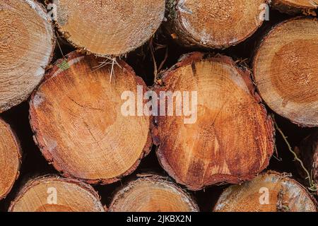 vue des bûches épaisses individuelles. Pile de billes de pin empilées après l'abattage. Bois trié au moment de la récolte. Beaucoup de grumes sciées avec des anneaux de croissance visibles. reddi Banque D'Images