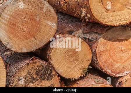 plusieurs grosses billes sciées dans un tas. Pile de grumes de pin avec des écorces après l'abattage dans la forêt. Anneaux annuels en coupe en rouge, marron, jaune Banque D'Images