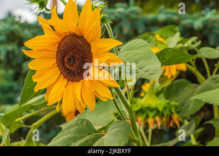 vue latérale d'un grand tournesol dans un jardin. Détails d'une fleur ouverte. Graines de tournesol à l'intérieur de la tête de fleur. Pétales de fleurs jaunes et verts Banque D'Images