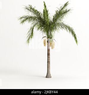 3d illustration de l'arbre de plam isolé sur fond blanc Banque D'Images