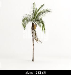 3d illustration de l'arbre de plam isolé sur fond blanc Banque D'Images