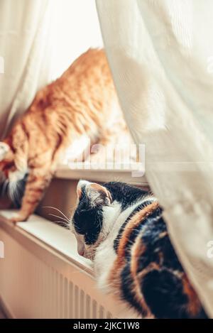 Un joli chat tricolore se détendant sur le radiateur chaud Banque D'Images