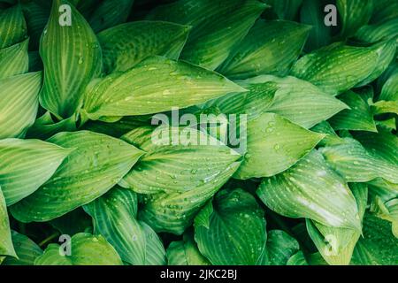 HostA laisse des vitraux couverts de gouttes d'eau après la pluie, l'arrière-plan laisse la photo Banque D'Images
