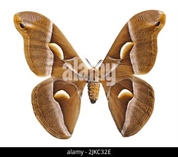 Ailanthus silkmoth papillon (Samia cynthia) isolé sur fond blanc, utilisé pour produire des tissus de soie Banque D'Images