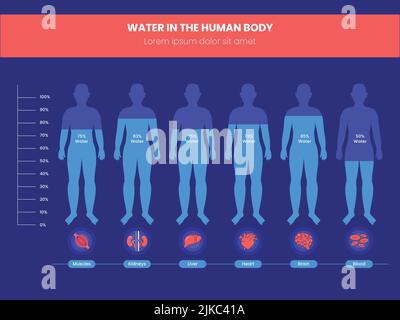 Différence pourcentage d'eau dans le corps humain Infographie sur fond rouge et bleu. Illustration de Vecteur