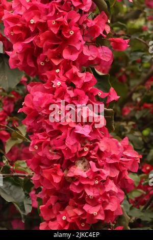 Fleurs rose vif de bougainvilliers moins grands dans le jardin Banque D'Images