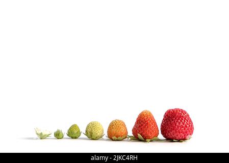 Croissance de fraise isolée sur fond blanc. Banque D'Images