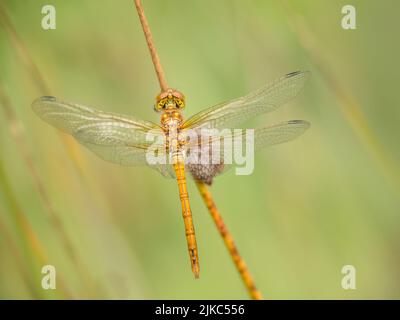 Femelle Darter commun libellule aka Sympetrum striolatum vu d'en haut. Banque D'Images