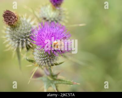 Pollinisation, Bumble Bee on Thistle Flower, Royaume-Uni. Banque D'Images