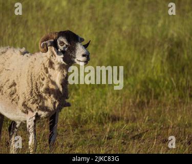 Un gros plan d'un mouton Swaledale avec des cornes mauriques debout dans un champ Banque D'Images