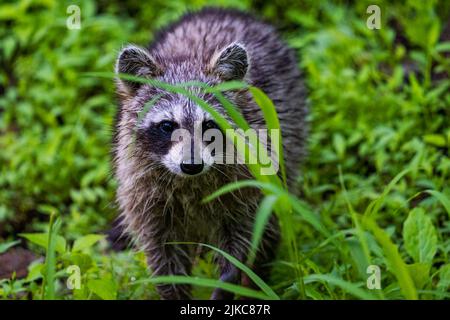 Un gros plan d'un mignon raton laveur dans son habitat naturel Banque D'Images