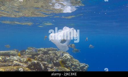 Pollution plastique de l'océan, un sac en plastique de wtite jeté sur le récif tropical de corail, sur le fond bleu de l'eau naine l'école de poissons tropicaux. Non Banque D'Images