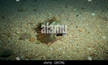 Le poisson de Lion de Zebra est situé sur un fond sablonneux. Portrait avant. Poisson-Lion zébré ou lionfish nain de la mer Rouge (Dendrochirus zébra, Dendrochirus hemprichi). Mer Rouge, E Banque D'Images